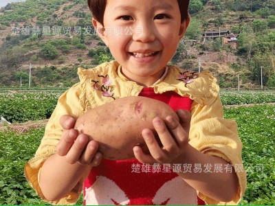 土豆新鲜红皮黄心土豆10斤包邮现挖云南农家自种大洋芋新鲜马铃薯图2
