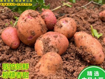 土豆新鲜红皮黄心土豆10斤包邮现挖云南农家自种大洋芋新鲜马铃薯图1