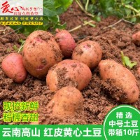 土豆新鲜红皮黄心土豆10斤包邮现挖云南农家自种大洋芋新鲜马铃薯