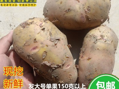 土豆新鲜大土豆红皮黄心云南农家自种新鲜蔬菜马铃薯大号洋芋10斤图1