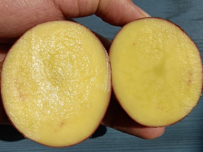 土豆新鲜大土豆红皮黄心云南农家自种新鲜蔬菜马铃薯大号洋芋10斤图4