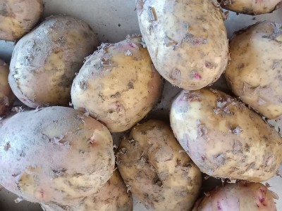 土豆新鲜大土豆红皮黄心云南农家自种新鲜蔬菜马铃薯大号洋芋10斤图3