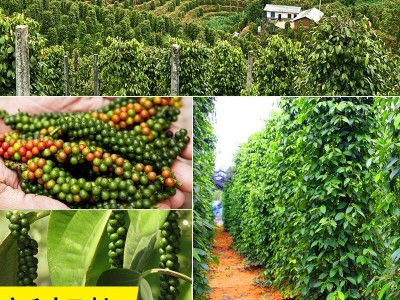 黑胡椒 厂家批发越南黑胡椒 南白胡椒 调味香料 散装黑胡椒 500g图5