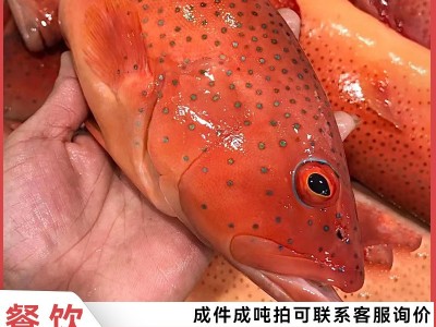 【顺丰包邮】深海海捕东星斑 新鲜东星斑当天捕捞海鲜水产批发图2