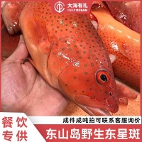 【顺丰包邮】深海海捕东星斑 新鲜东星斑当天捕捞海鲜水产批发