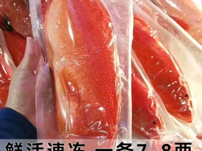 【顺丰包邮】深海海捕东星斑 新鲜东星斑当天捕捞海鲜水产批发图3
