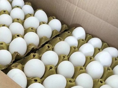 白壳鸡蛋新鲜鸡蛋自家养殖鲜鸡蛋整箱白壳蛋批发厂家供应量大从优图2