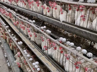 白壳鸡蛋新鲜鸡蛋自家养殖鲜鸡蛋整箱白壳蛋批发厂家供应量大从优图4