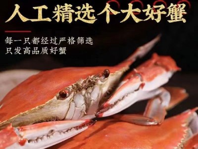 青岛海鲜梭子蟹新鲜活冻野生大号螃蟹海蟹产地直销图3