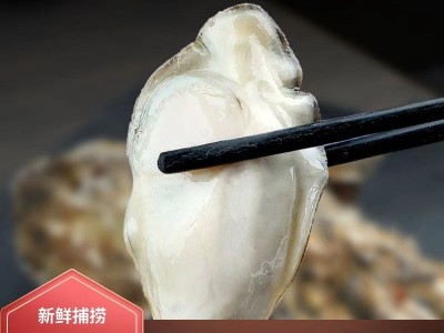 青岛发货生蚝产地批发海鲜鲜活水产海蛎子带壳牡蛎生蚝图4