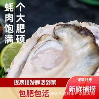 青岛发货生蚝产地批发海鲜鲜活水产海蛎子带壳牡蛎生蚝