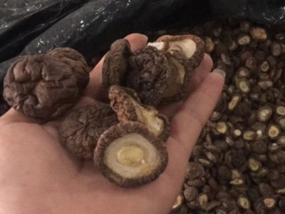 福建厚肉香菇厚面冬菇 3-4cm跟短厚肉剪跟香菇干货 mushroom蘑菇图1