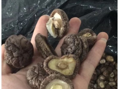 福建厚肉香菇厚面冬菇 3-4cm跟短厚肉剪跟香菇干货 mushroom蘑菇图4