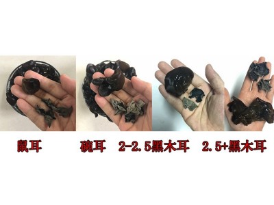 多品质东北黑木耳小碗耳 肉厚耳无跟春秋木耳 黑山菜餐饮货500g图5