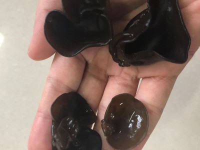 多品质东北黑木耳小碗耳 肉厚耳无跟春秋木耳 黑山菜餐饮货500g图3