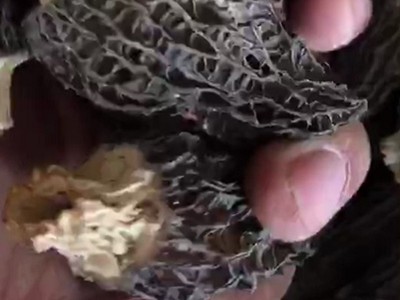 包邮5-7cm剪脚羊肚菌干货 短柄去跟各种规格都有 去脚羊肚菌250g图3