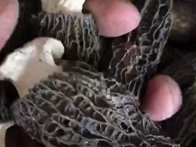 包邮5-7cm剪脚羊肚菌干货 短柄去跟各种规格都有 去脚羊肚菌250g图1
