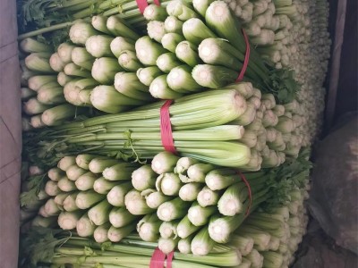 芹菜 云南高山西芹新鲜水果西芹榨汁西芹现摘芹菜香芹新鲜蔬菜图2