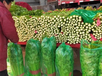 芹菜 云南高山西芹新鲜水果西芹榨汁西芹现摘芹菜香芹新鲜蔬菜图5