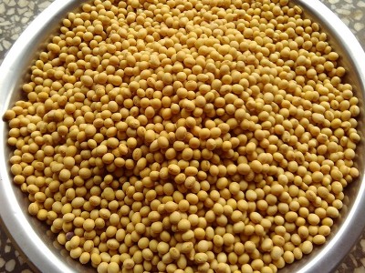 湖南黄豆产地低价批发农家特产黄豆五谷杂粮散装大豆黄豆量大价优图5