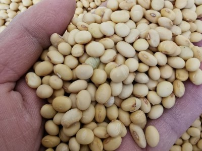 2022湖南五月早黄豆农家新鲜肾形椭圆形发豆芽打豆浆老品种籽500g图2