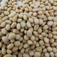 2022湖南五月早黄豆农家新鲜肾形椭圆形发豆芽打豆浆老品种籽500g
