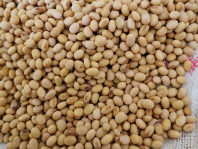 2022湖南五月早黄豆农家新鲜肾形椭圆形发豆芽打豆浆老品种籽500g图4