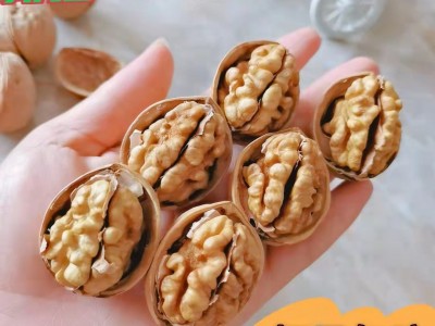 批发新疆185纸皮核桃肉饱满手捏即开手剥 185核桃 新疆薄皮核桃图2
