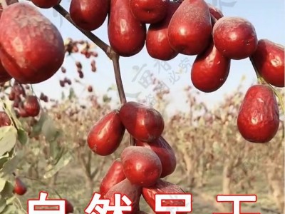 新疆特产一件代发未清洗带土和田玉枣 大枣骏枣散装免洗吊干红枣图2