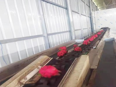 苹果橙子分级机 百香果大小分选机械设备 猕猴桃商用滚杠分级机图3