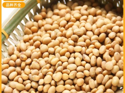厂家供应农家自产翠扇苏北大豆 黄豆磨豆浆做豆腐苏北大豆图3