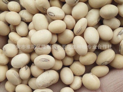 厂家供应农家自产翠扇苏北大豆 黄豆磨豆浆做豆腐苏北大豆图2
