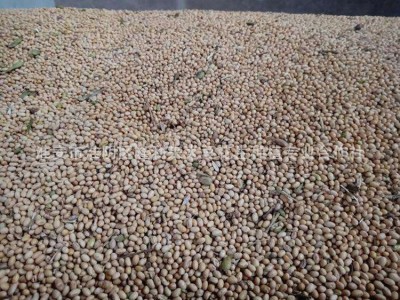 厂家供应农家自产翠扇苏北大豆 黄豆磨豆浆做豆腐苏北大豆图4