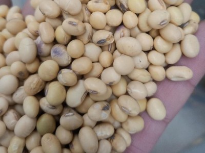 农家自产大黄豆 大黄豆打豆浆原料 农家食用黄豆图3