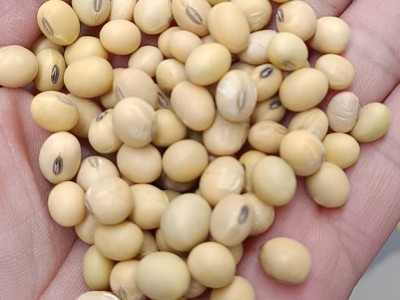 大颗粒豆低温烘培现磨豆浆豆腐脑 食用黄豆 五谷杂粮可订购图4
