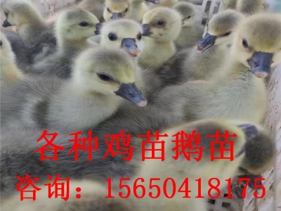 正宗狮头鹅脱温鹅苗 大种狮头鹅苗活体 灰狮头鹅活苗价格江苏鹅苗图2