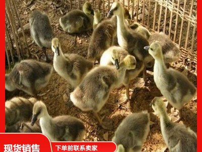 农家散养正宗三花鹅苗狮头鹅苗大白沙 特大种狮头鹅苗批发价格图2