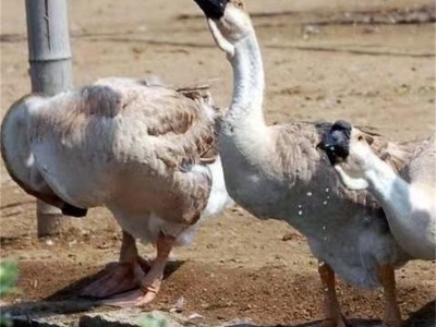 农家散养正宗三花鹅苗狮头鹅苗大白沙 特大种狮头鹅苗批发价格图3
