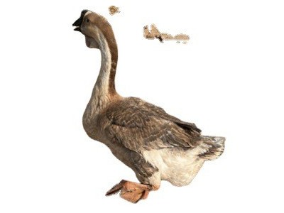 农家散养正宗三花鹅苗狮头鹅苗大白沙 特大种狮头鹅苗批发价格图5