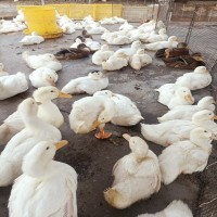 厂地批发白番鸭养殖孵化 大型幼崽白鸭养殖场出售