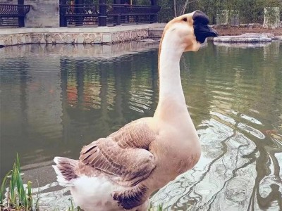 大种狮头鹅产地直供 脱温鹅幼崽 抗病能力强提供技术图2