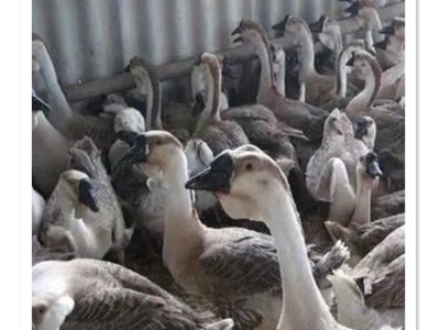 大种狮头鹅产地直供 脱温鹅幼崽 抗病能力强提供技术图1