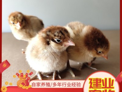 出售小鸡仔 活体小种黑芦花鸡苗 湘黄土鸡苗 五黑绿壳蛋鸡苗 活体图2