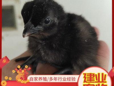 出售脱温小鸡仔 绿壳蛋鸡苗 活体五黑鸡苗农家散养图4