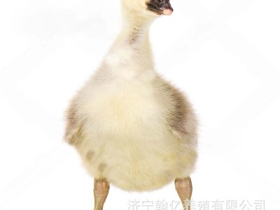 狮头鹅活苗小鹅苗正宗特大种狮子头鹅活体大鹅幼苗活物肉鹅小鹅仔图5