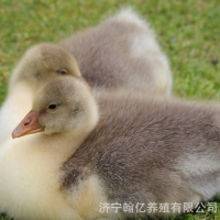 鹅苗批发品种多样白鹅幼苗三花白鹅幼苗狮头鹅苗包回收送免疫