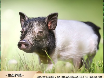 出售纯种巴马香猪 租赁宠物迷你小香猪 散养香猪种苗商品猪多少钱图3