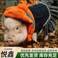 出售纯种巴马香猪 租赁宠物迷你小香猪 散养香猪种苗商品猪多少钱