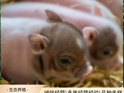 出售纯种巴马香猪 租赁宠物迷你小香猪 散养香猪种苗商品猪多少钱图2