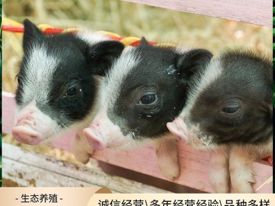 出售纯种巴马香猪 租赁宠物迷你小香猪 散养香猪种苗商品猪多少钱图4